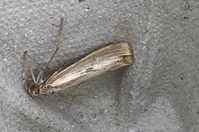 <i>Agriphila geniculea/inquinatella</i>
