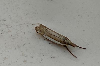 <i>Crambus pascuella</i>