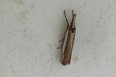 <i>Crambus pascuella</i>