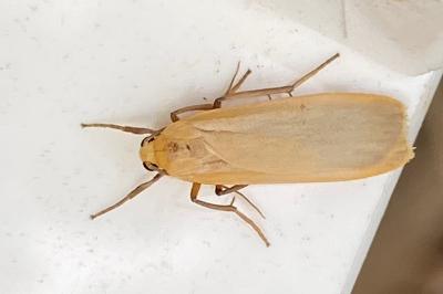 <i>Katha depressa</i>
