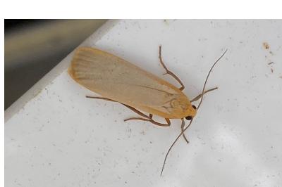 <i>Katha depressa</i>