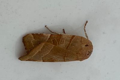 <i>Noctua fimbriata</i>
