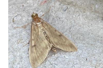<i>Ostrinia nubilalis</i>