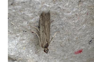 <i>Phycitodes</i>