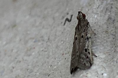 <i>Phycitodes</i>