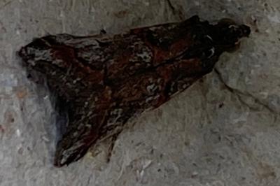 <i>Pempelia palumbella</i>