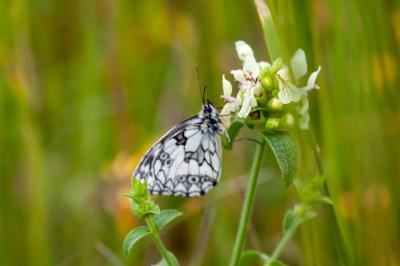 <i>Melanargia galathea</i>