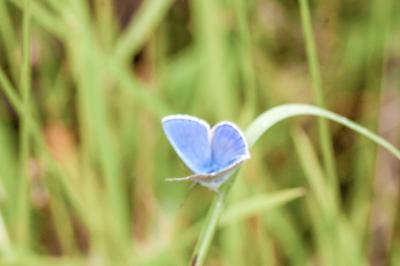 <i>Lysandra bellargus</i>