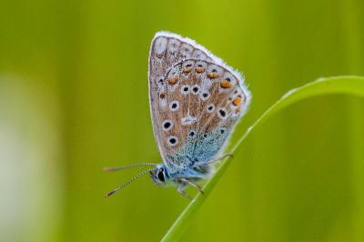 <i>Lysandra bellargus</i>