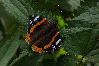<i>Vanessa atalanta</i>
