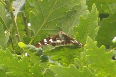 <i>Apatura ilia</i>