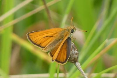 <i>Thymelicus sylvestris</i>