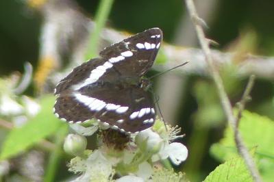 <i>Limenitis camilla</i>