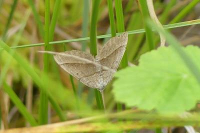 <i>Scotopteryx</i>