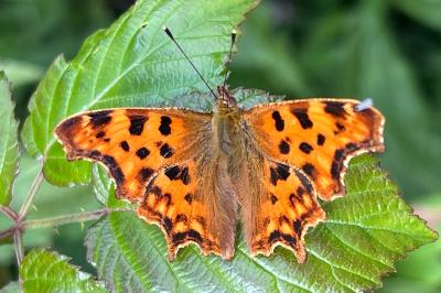<i>Polygonia c-album</i>