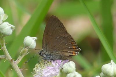 <i>Satyrium ilicis</i>