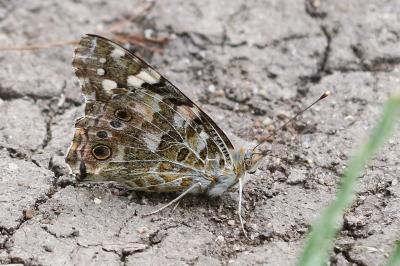 <i>Vanessa cardui</i>