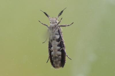 <i>Ochsenheimeria taurella</i>