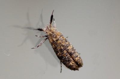 <i>Ochsenheimeria taurella</i>