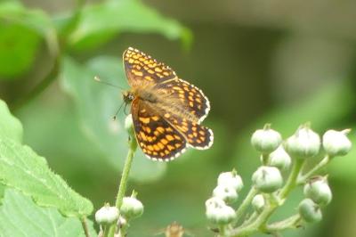 <i>Melitaea athalia</i>