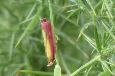 <i>Oncocera semirubella</i>