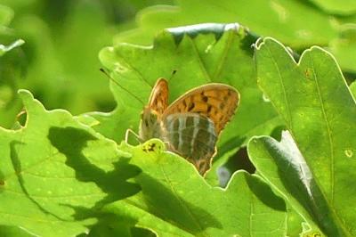 <i>Argynnis paphia</i>