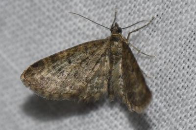 <i>Eupithecia subfuscata</i>