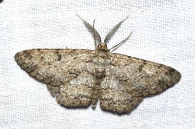 <i>Hypomecis punctinalis</i>