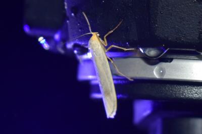<i>Eilema caniola</i>