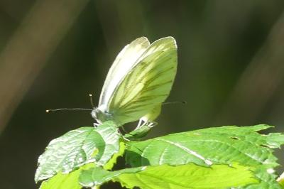 <i>Pieris napi</i>