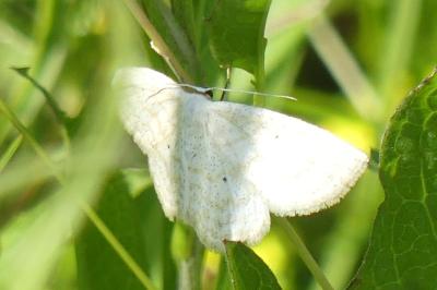 <i>Idaea macilentaria</i>
