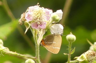 <i>Satyrium w-album</i>