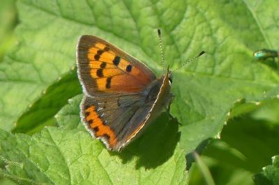 <i>Lycaena phlaeas</i>