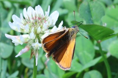 <i>Thymelicus sylvestris</i>