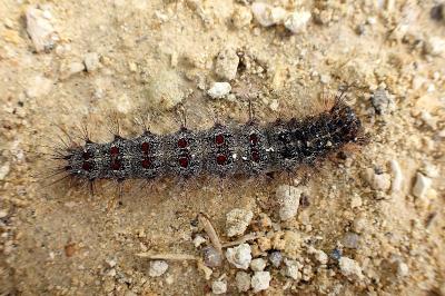 <i>Lymantria dispar</i>