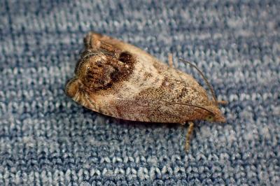 <i>Cydia splendana</i>