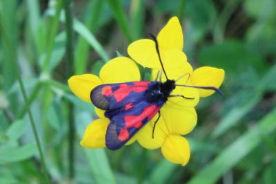 <i>Zygaena trifolii</i>
