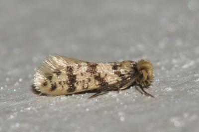 <i>Eumasia parietariella</i>