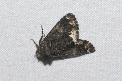 <i>Catephia alchymista</i>