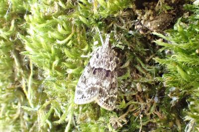 <i>Eudonia mercurella</i>