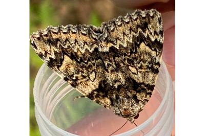 <i>Catocala promissa</i>
