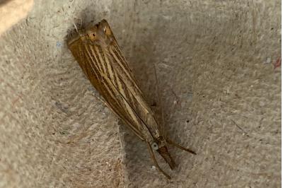 <i>Chrysoteuchia culmella</i>