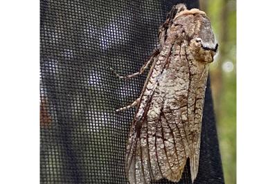 <i>Cossus cossus</i>