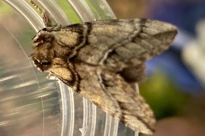<i>Drymonia velitaris</i>