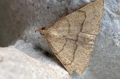 <i>Paracolax tristalis</i>