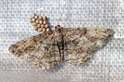 <i>Peribatodes rhomboidaria</i>