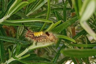 <i>Orgyia antiqua</i>