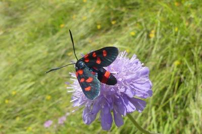 <i>Zygaena ephialtes</i>