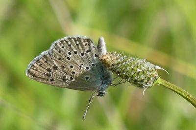 <i>Phengaris arion</i>