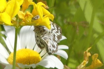 <i>Euclidia mi</i>